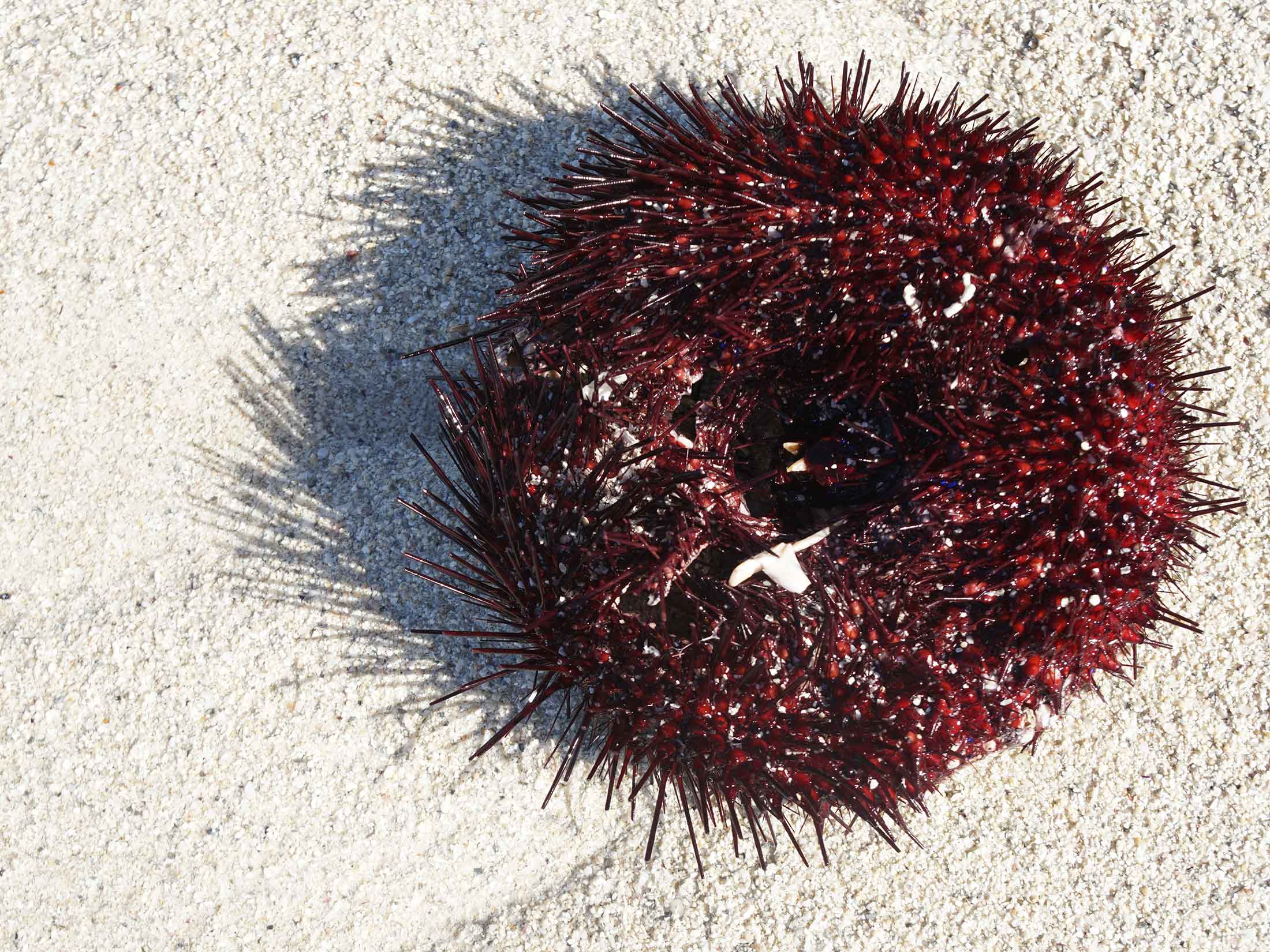 Urchin on the beach of ile aux cerfs Mauritius