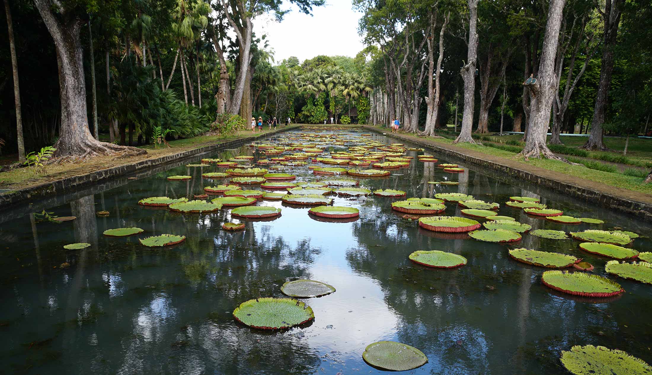 Lily pad pond at Pamplemousses Gardens