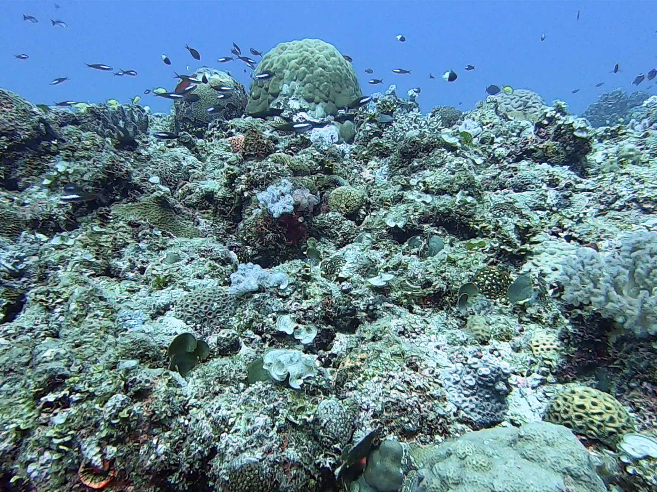 Coral Garden dive site in Mauritius