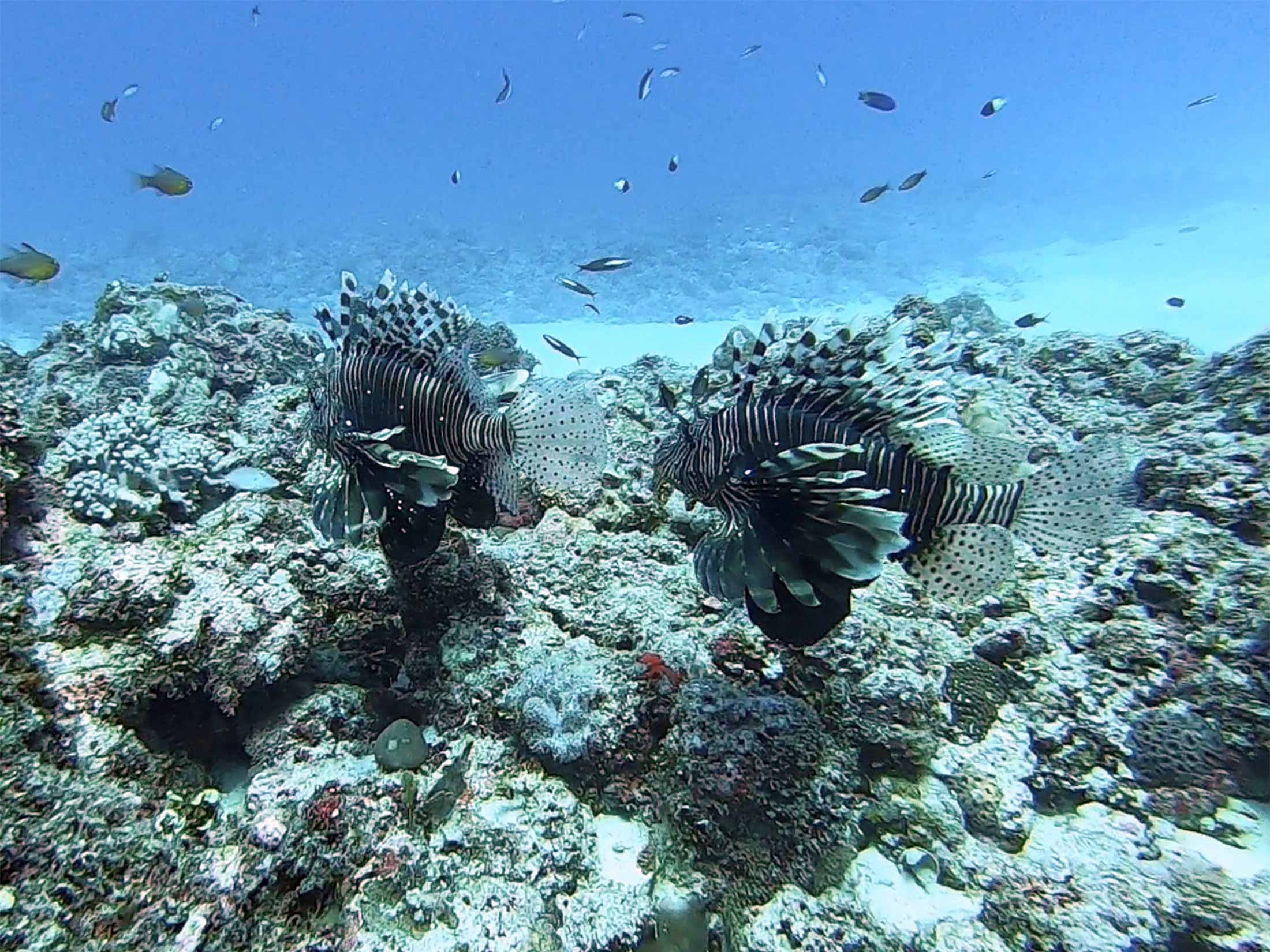 Two lion fishes at Coral Garden Mauritius
