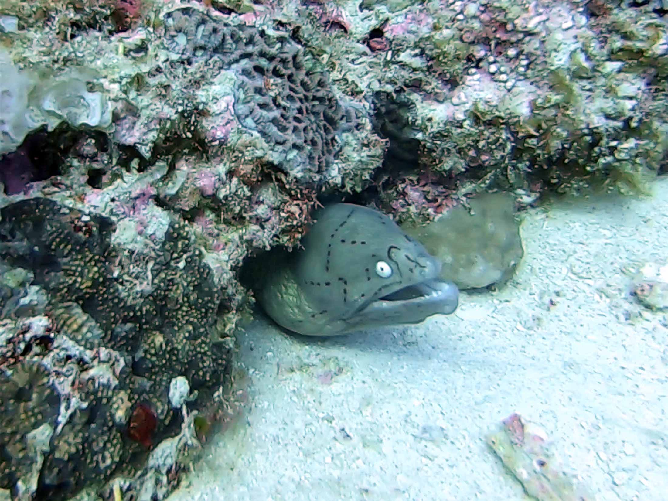 Grey moray eel at coral garden mauritius