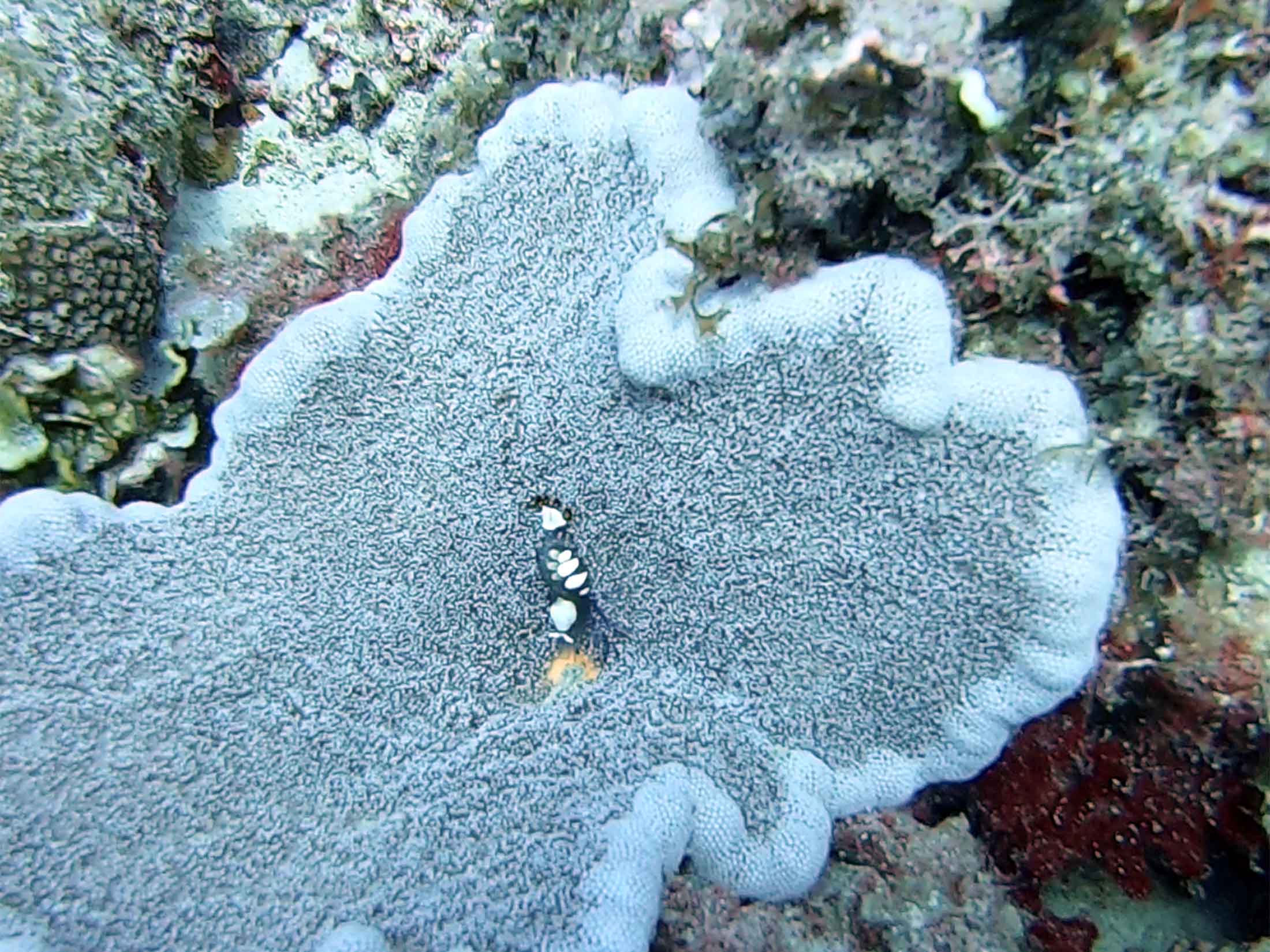soft coral and a shrimp at coral garden Mauritius