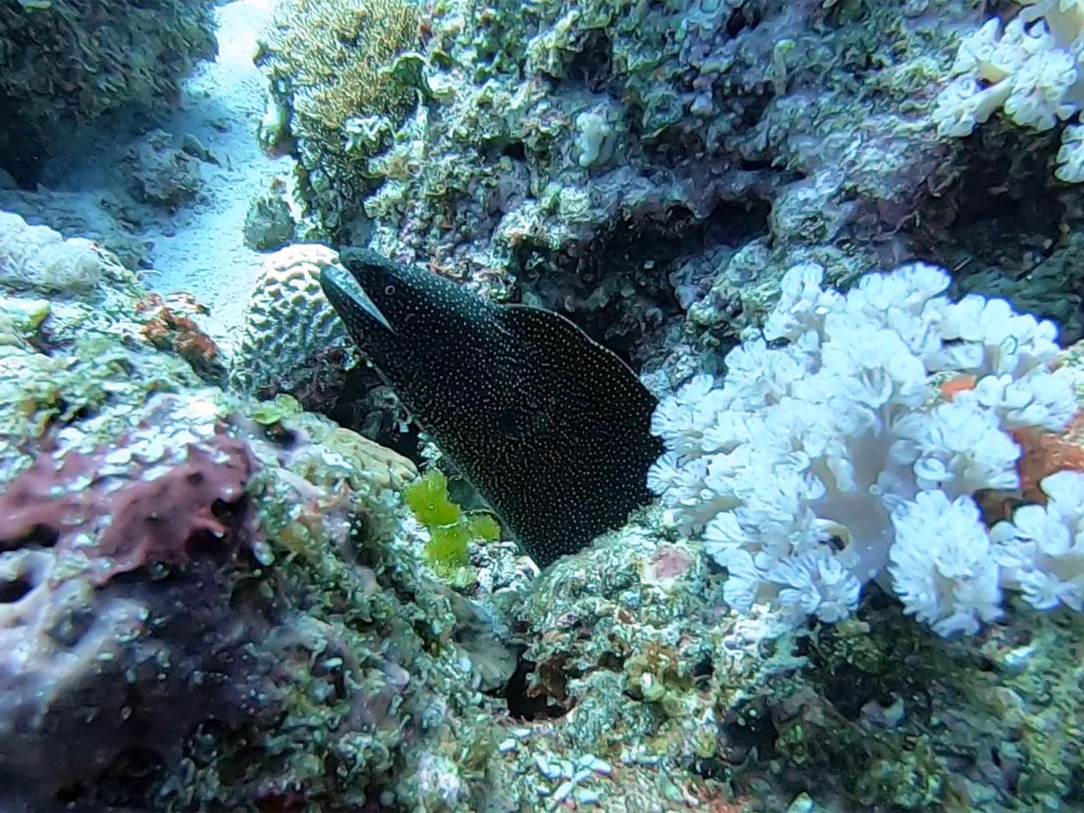 spotted moray eel at coral garden mauritius