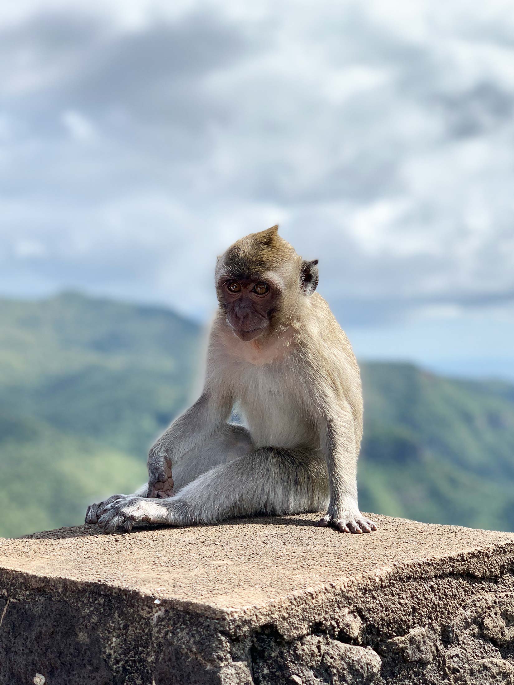 Monkey at the back river gorges viewpoint