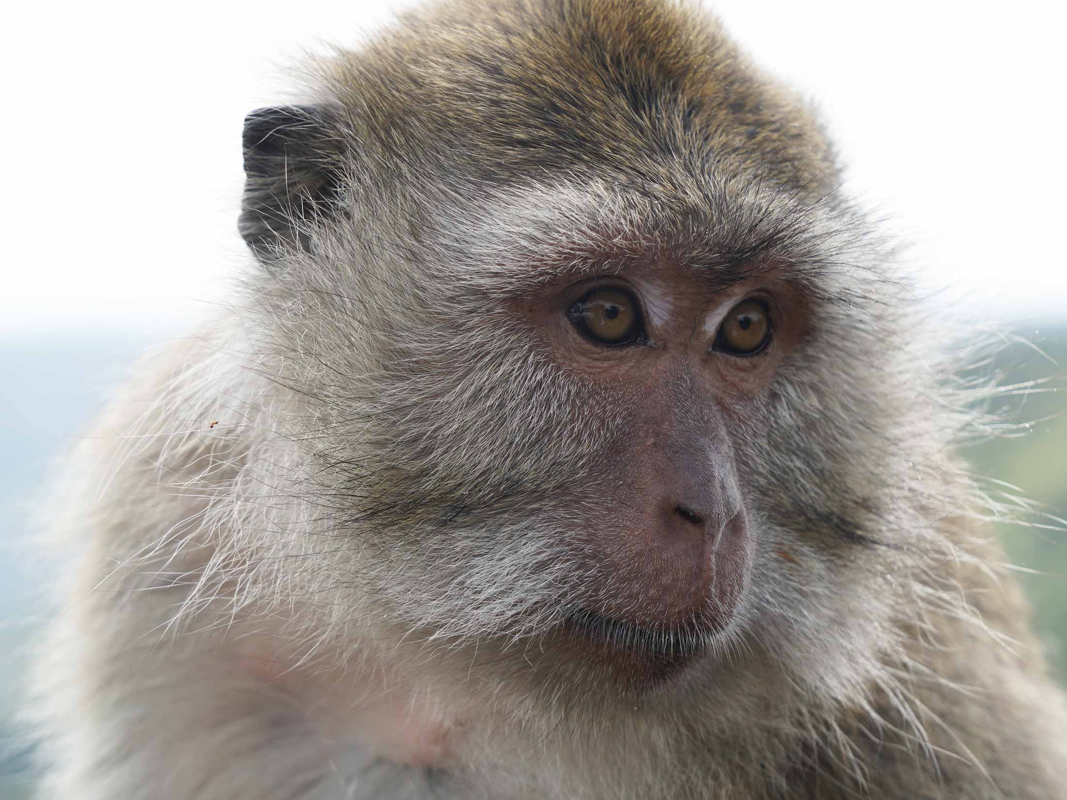 Monkey portrait at Black River gorges NP