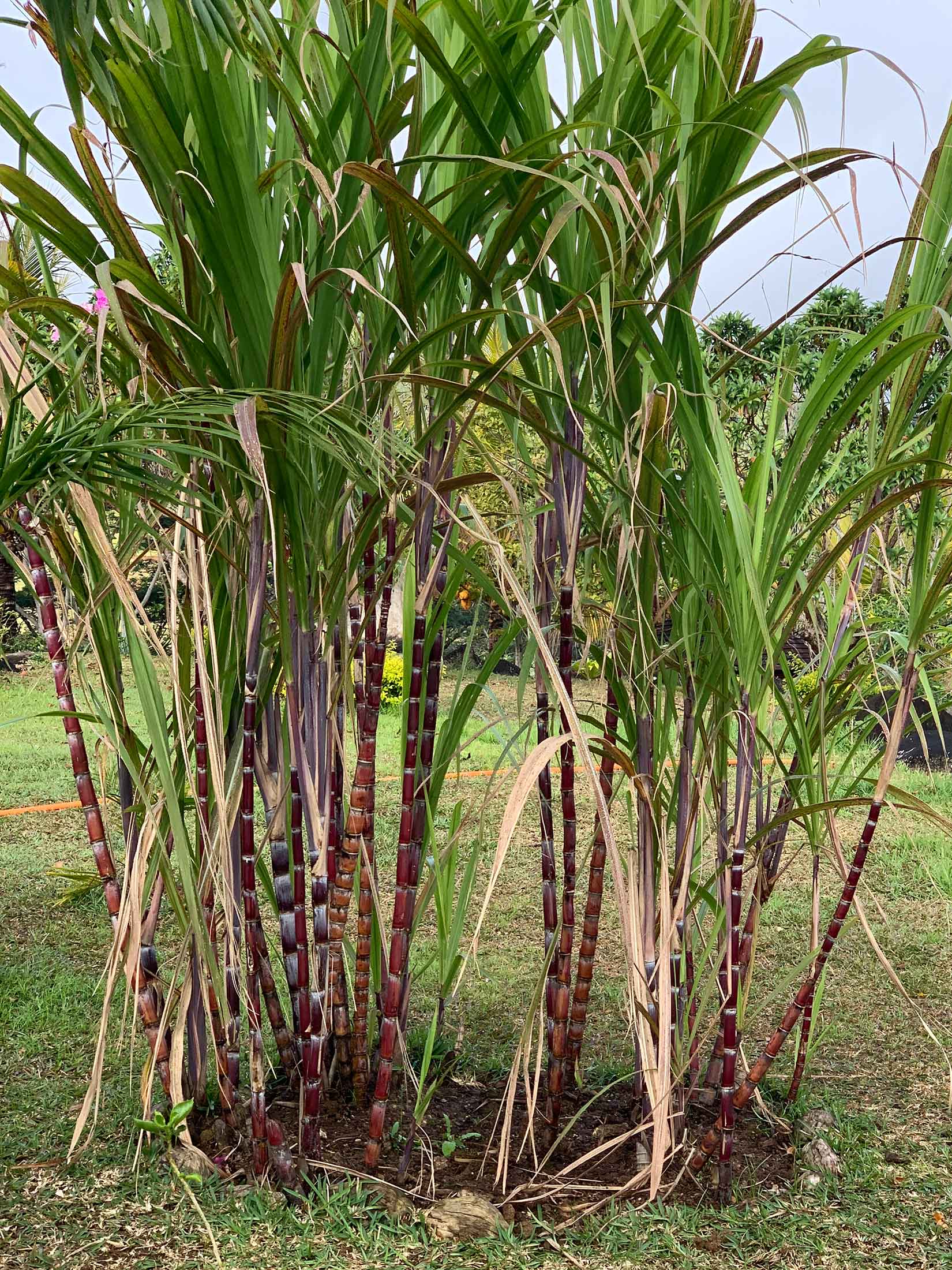 Red sugarcane at Chamarel rum distillery Mauritius