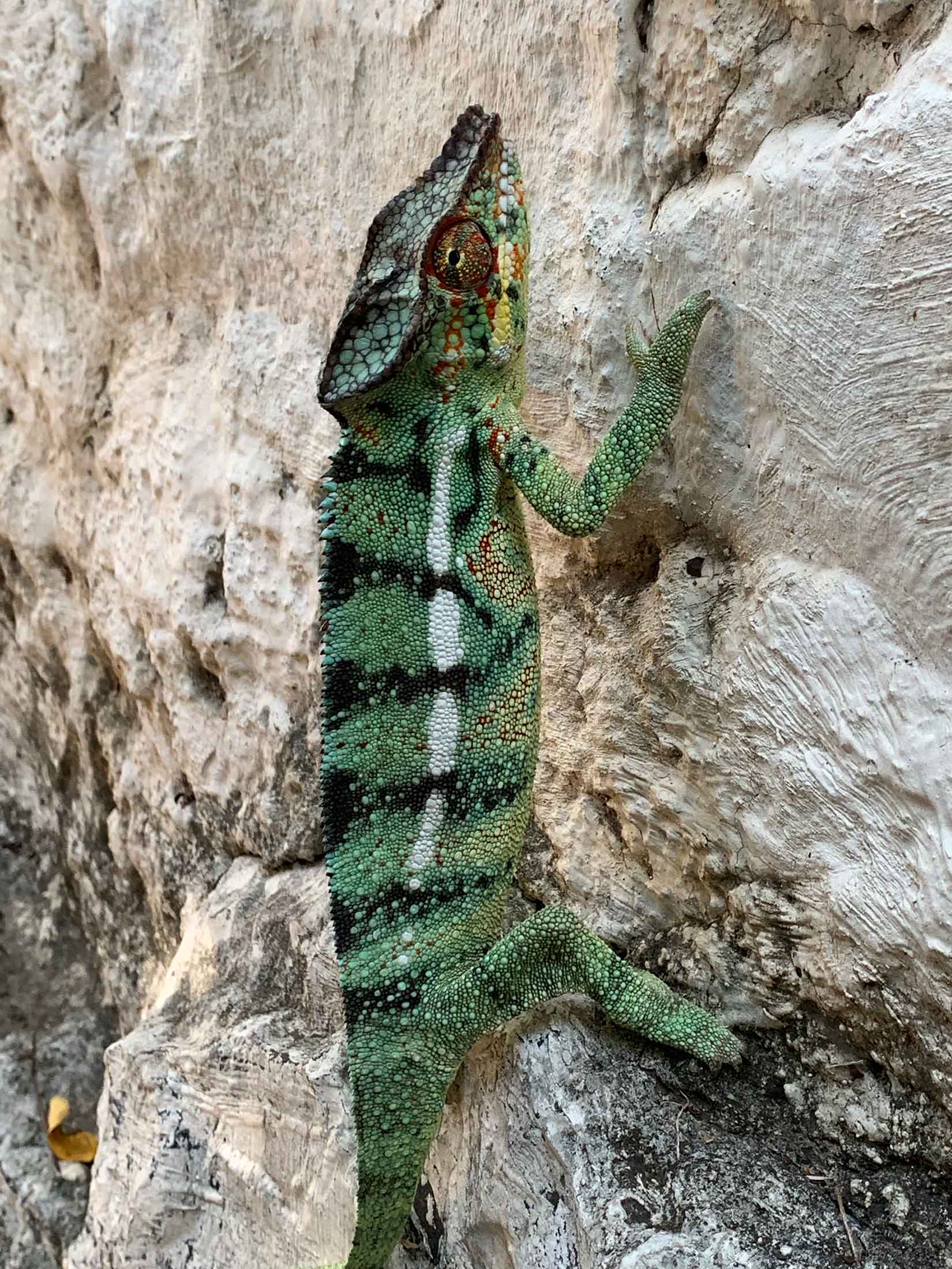 L'endormi - Reunion Island Cameleon