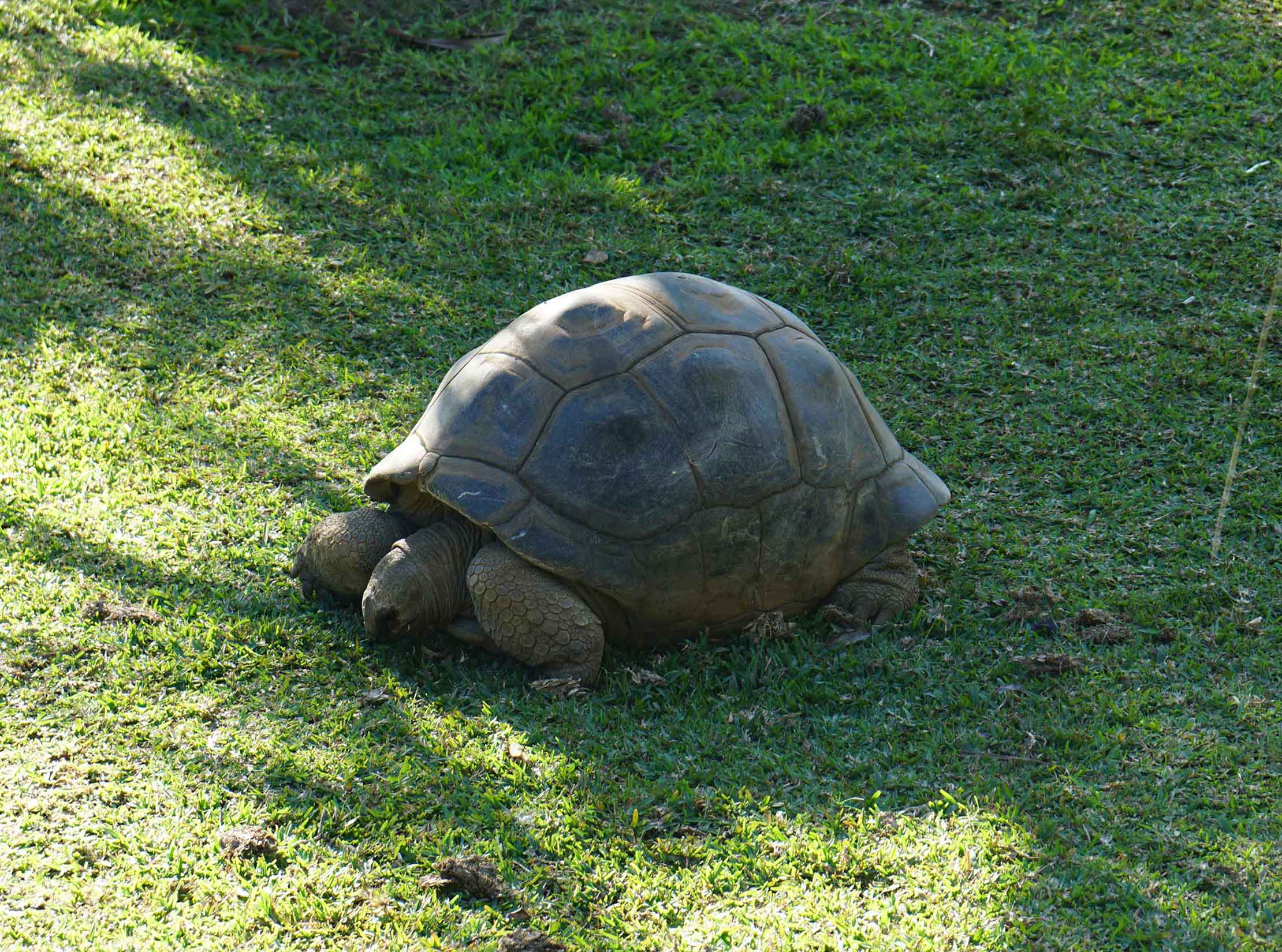 Tortoise at Labourdonnais park mauritius