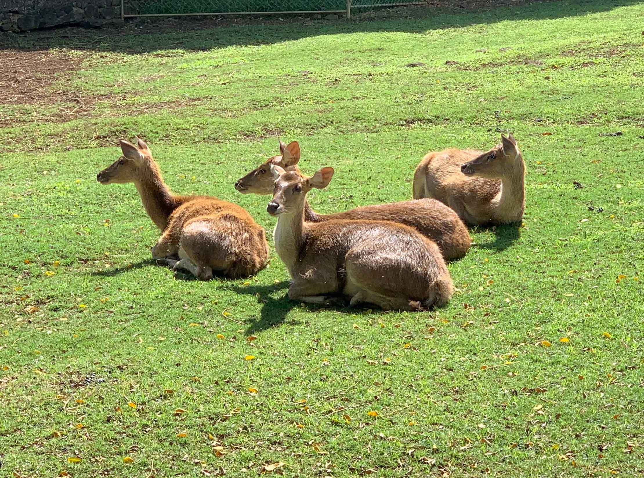Deers at Pamplemousses Gardens Mauritius
