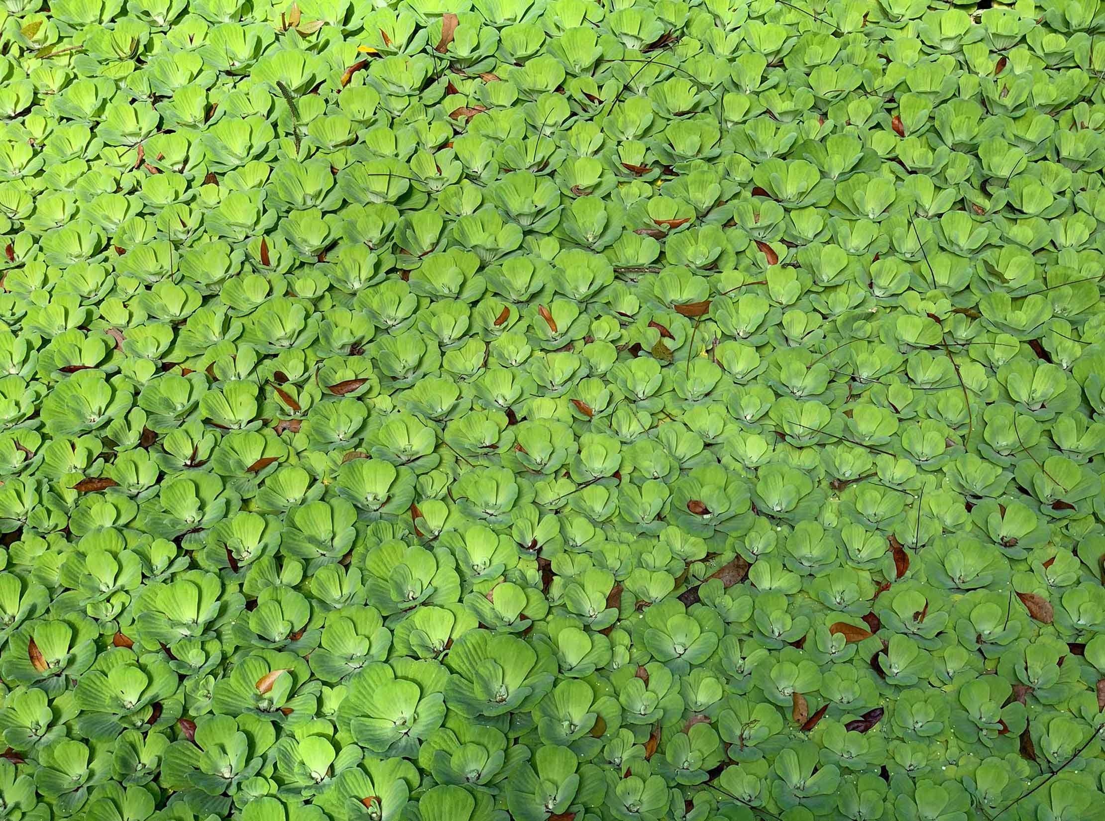 Waterlilies at Pamplemousses Gardens Mauritius