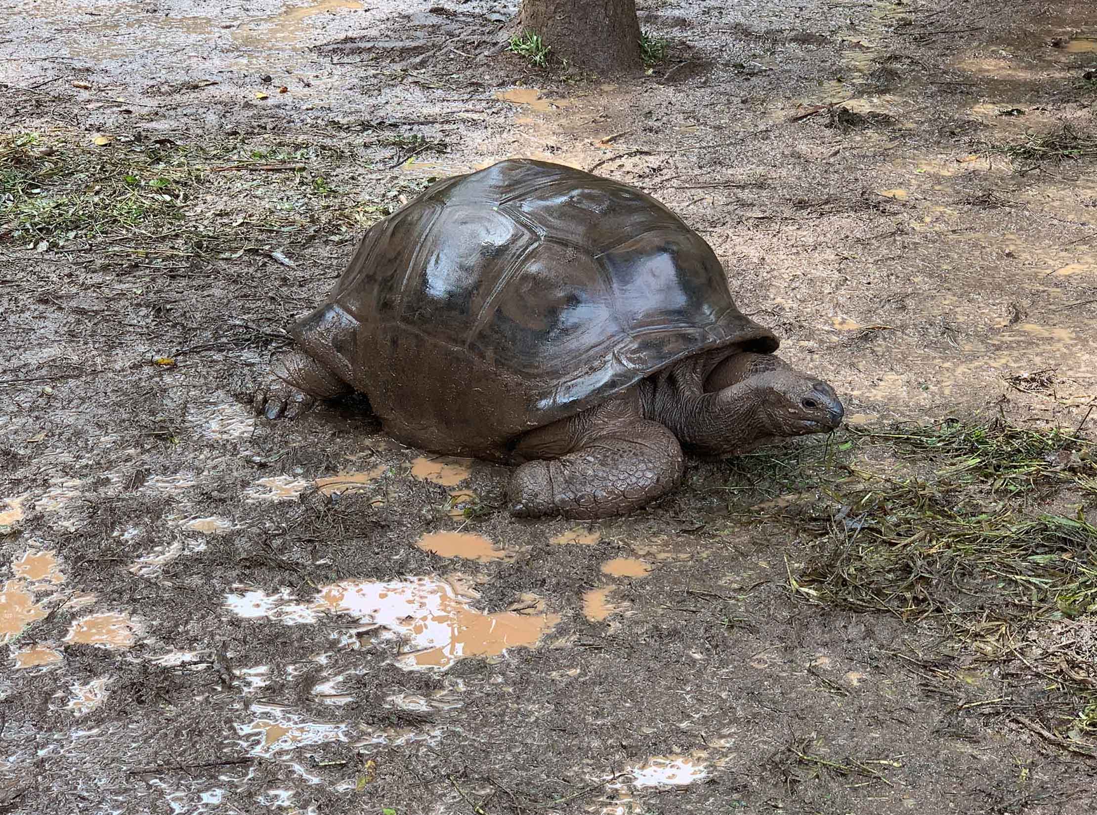 Tortoise at the 7 colored earth geopark