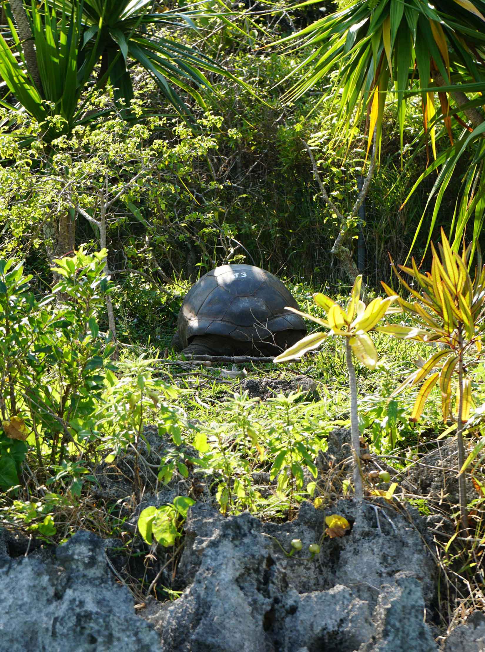 Tortoise at ile aux Aigrettes Mauritius