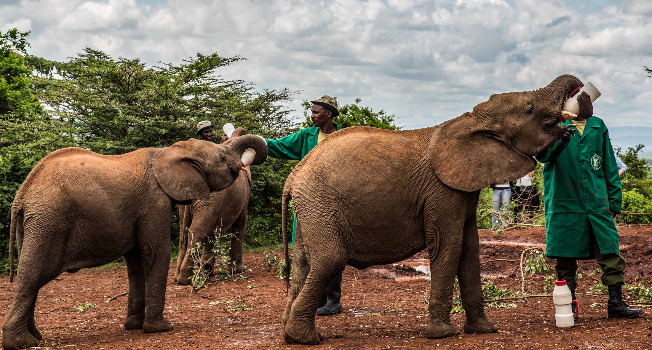Photo of orphan elephant fed from a milk bottle at the Sheldrick Wildlife Trust in Nairobi, Kenya