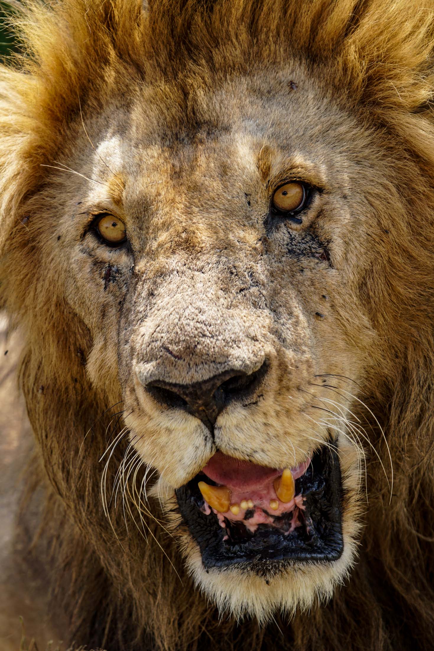 Close-up shot of The Lion King in the Masai Mara, Kenya