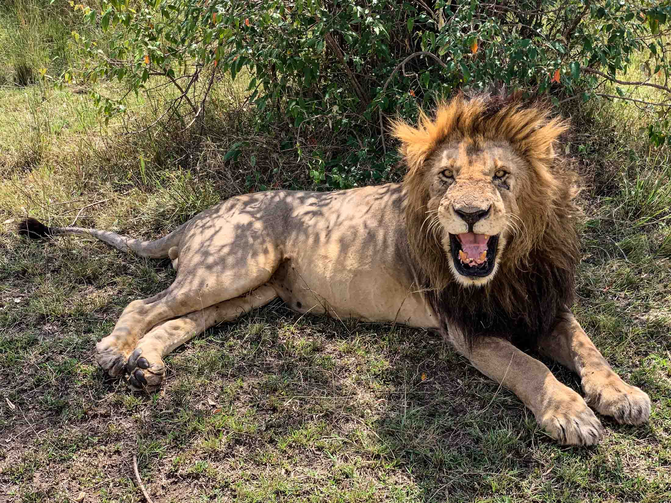 Lying Lion Roaring in Masai Mara, Kenya