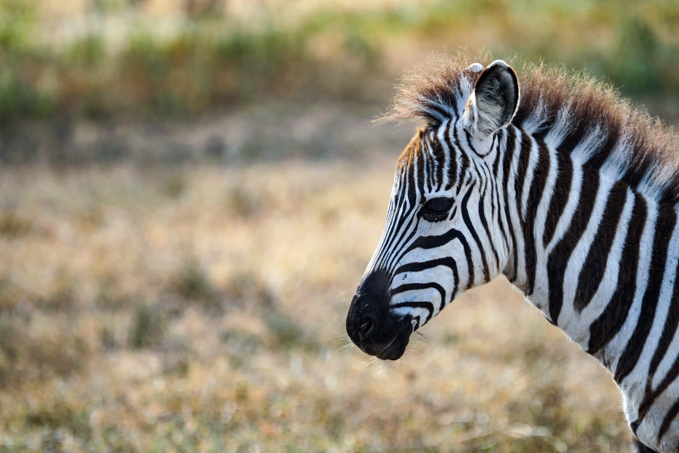 Baby zebra at Sanctuary farm in Naivasha, Kenya