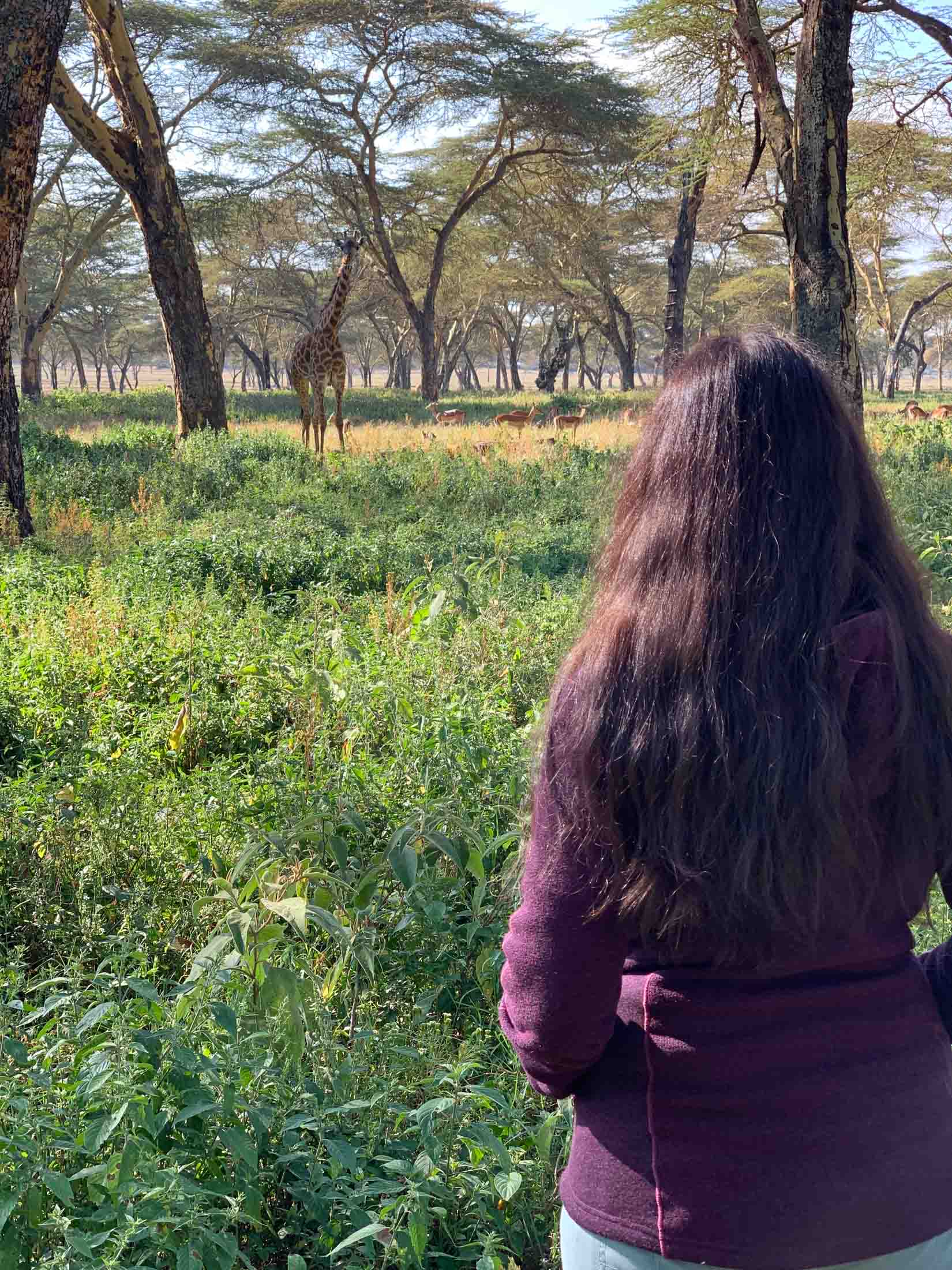 Bene and giraffe staring at each other with gazelle herd in the background at Sanctuary Farm in Naivasha, Kenya