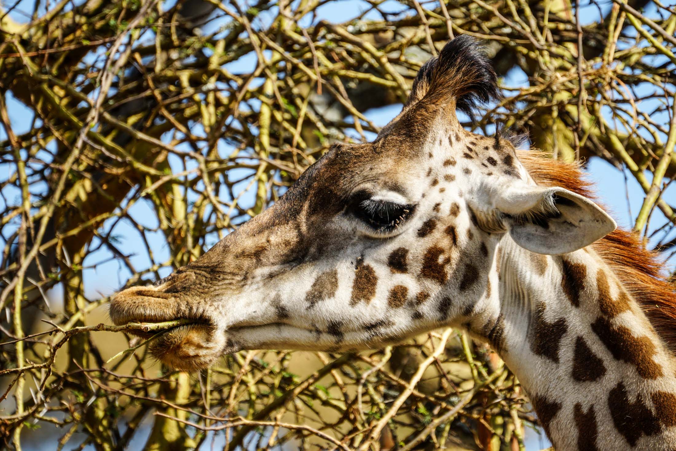 Close-up of a giraffe eating from a thorny tree at the Sanctuary farm in Naivasha, Kenya
