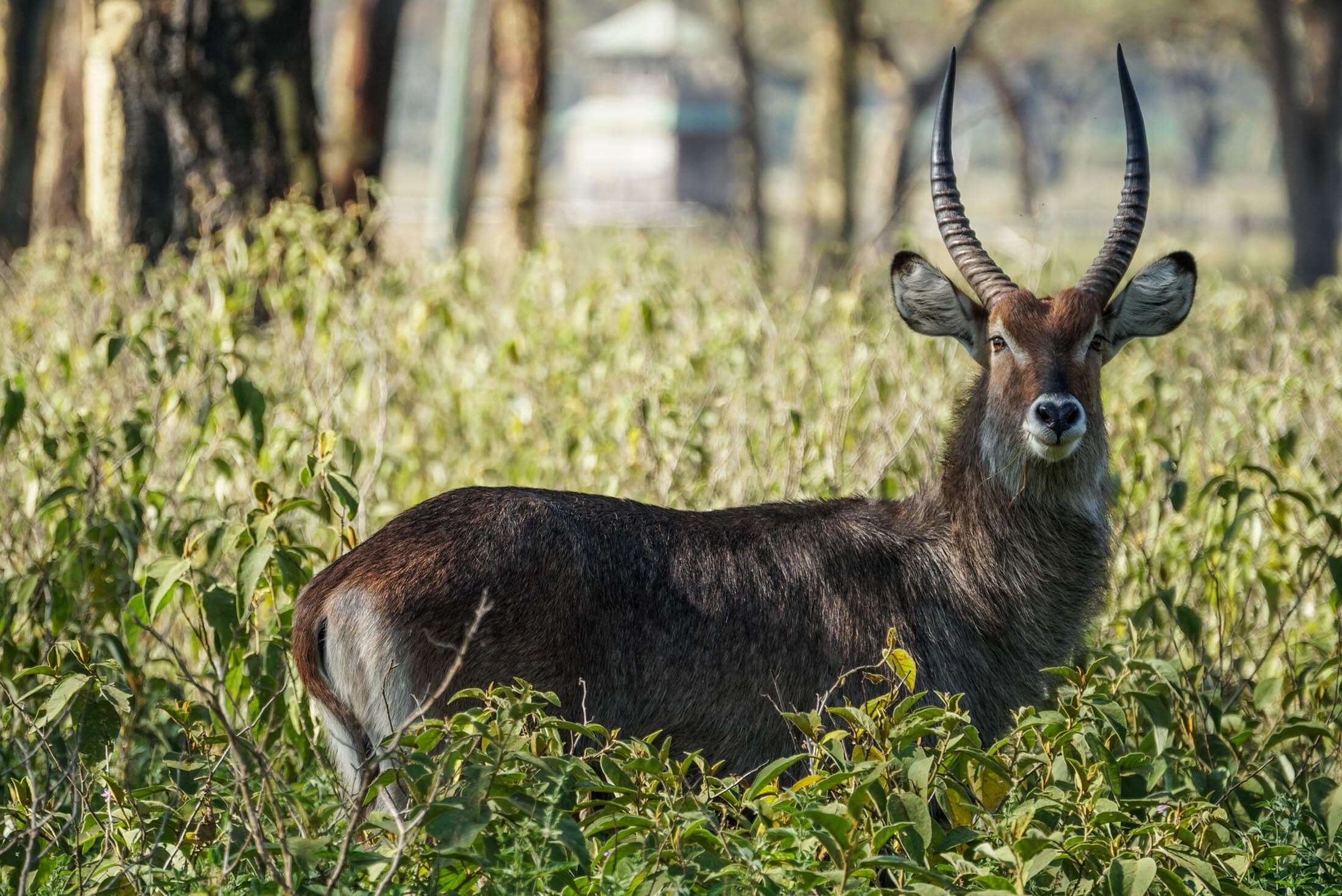 Defass Waterbuck staring at the camera at Sanctuary farm in Naivasha, Kenya