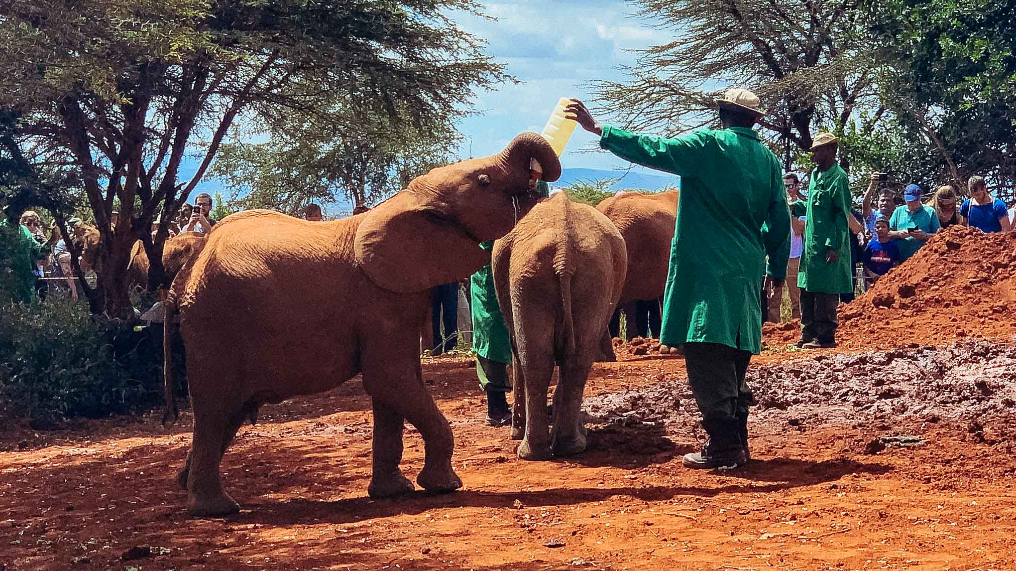 Baby elephant drinking milk from the bottle at Sheldrick Elephant orphanage in Nairobi, Kenya