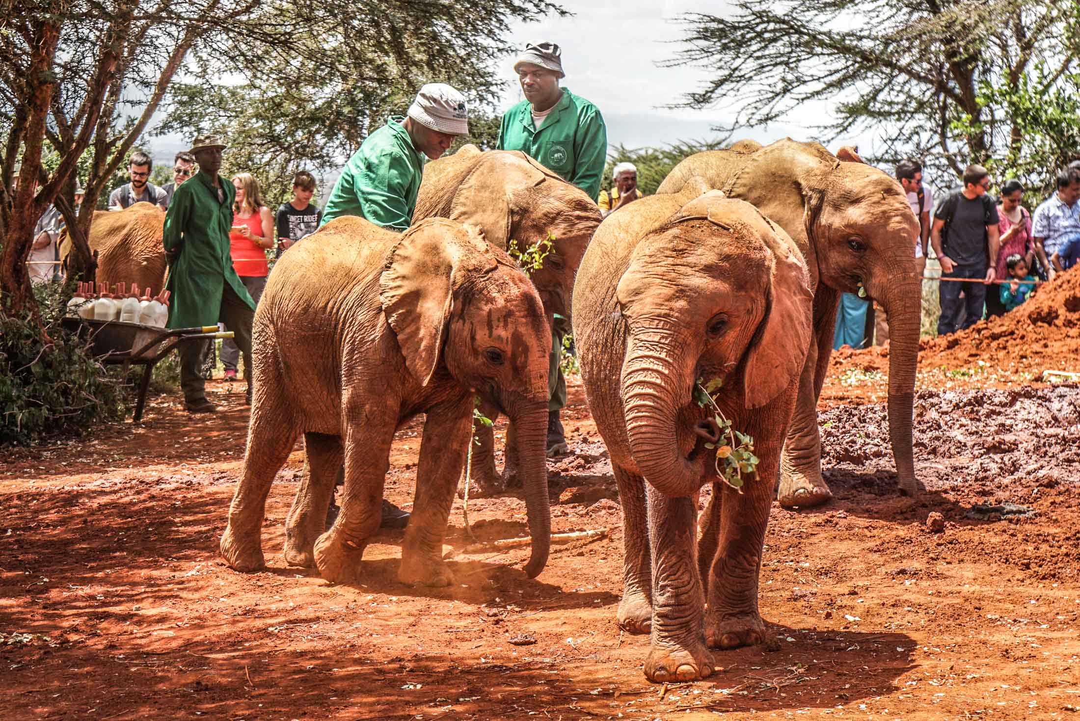 Baby elephants being fed at Sheldrick Elephant Orphanage in Nairobi, Kenya