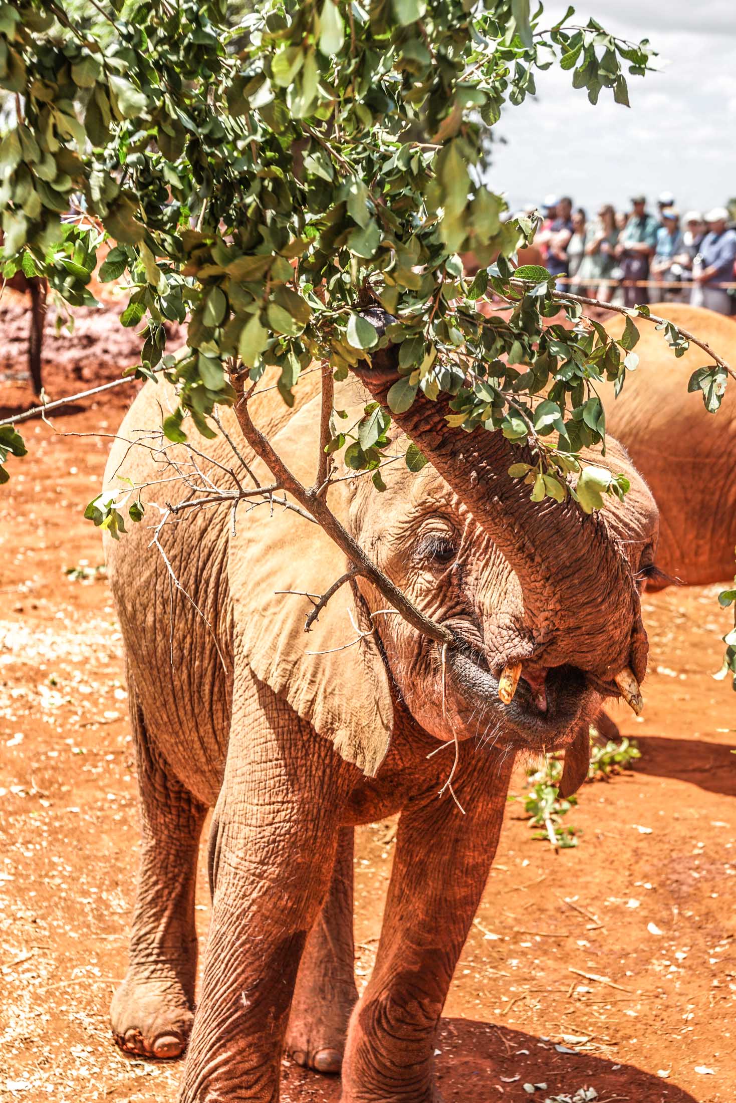 Baby elephant waving tree branch at Sheldrick Elephant Orphanage in Nairobi, Kenya