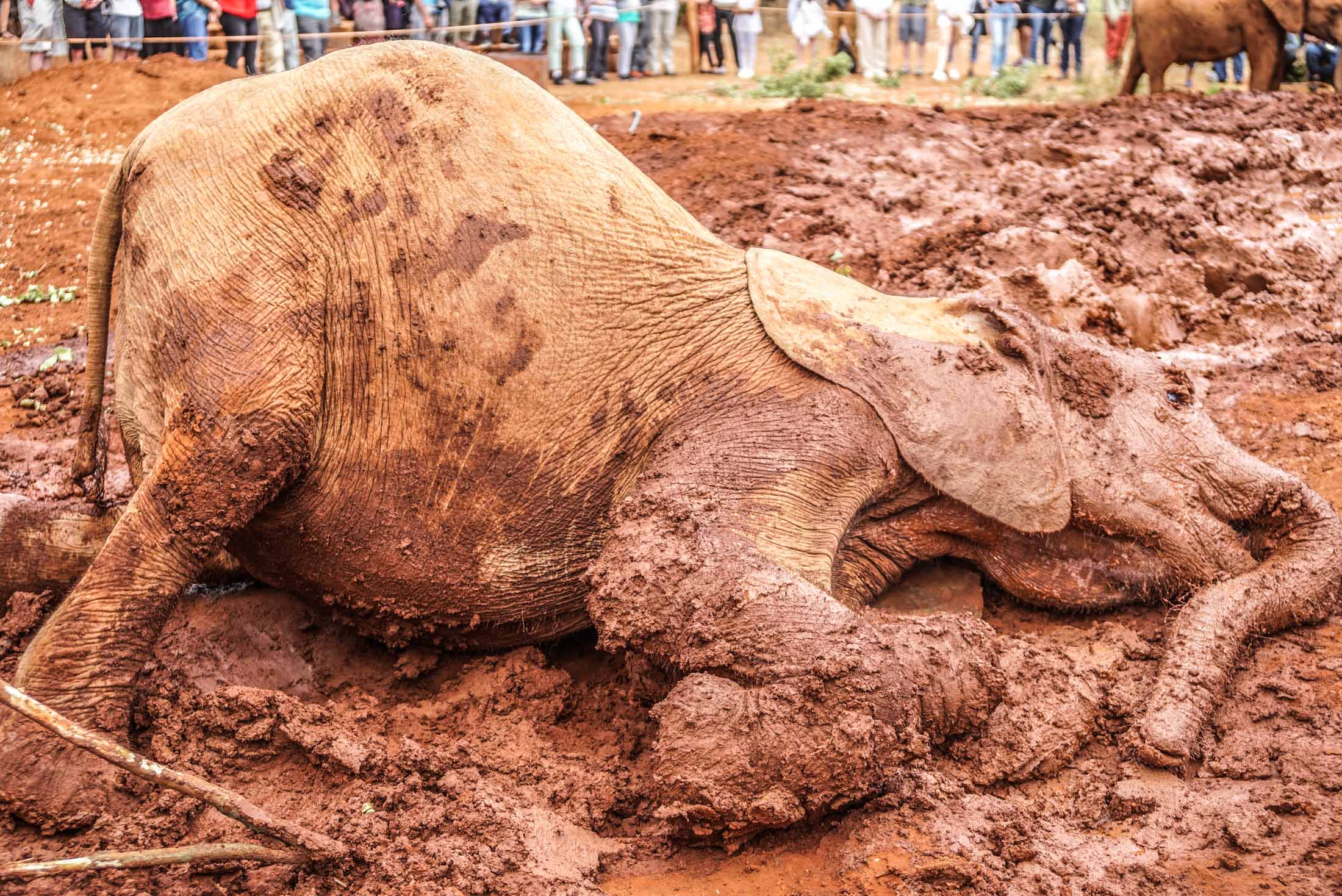 Baby elephant rolling around in mud at Sheldrick Elephant Orphanage in Nairobi, Kenya